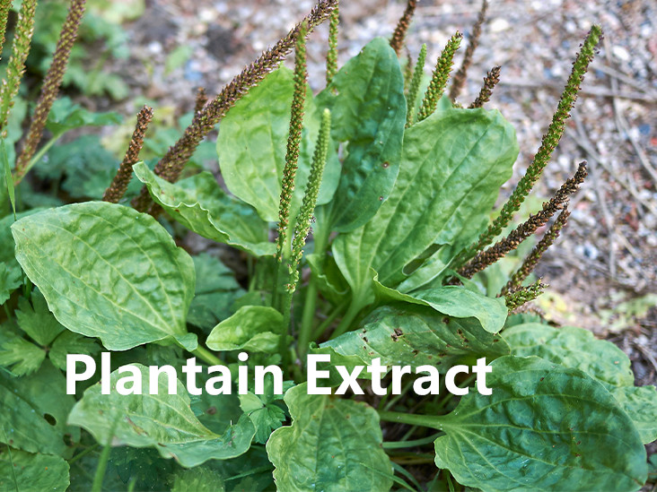 Plantain Extract.jpg